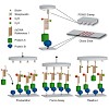 leonhardt_gaub_plosone2014_500.100x0.jpg