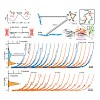 rief_pnas2014_rognoni_500.100x0.jpg