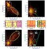 hugel_ratzke_hsp90_pnas_2012_5001.100x0.jpg