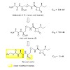 groll_098_kawamura_jmedchem_2013_500.100x0.jpg