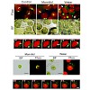 vothknecht_zhang-_2012_plant_cell_500.100x0.jpg