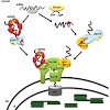 schwenkert_soll_biochim_biophys_acta_2010_500.100x0.jpg