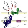 mokranjac_neupert_biochim_biophys_acta_2010_500.100x0.jpg