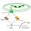 bogdan_soll_biochim_biophys_acta_2010_500.100x0.jpg