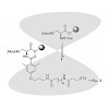 kessler_2013_695_angew_chem_functionalization_500_.100x0.jpg