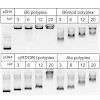 kessler_685_2012_org_biomol_chem_gene_delivery_500.100x0.jpg