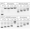 kessler_685_2012_org_biomol_chem_gene_delivery_500.100x0.jpg