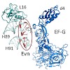 wilson_mikolajka_chem_biol_2011_500.100x0.jpg