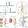 wilson_preview_erm_mol_cell_2011_final_500.100x0.jpg