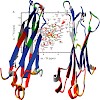 buchner_pnas_08_500.100x0.jpg