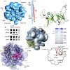 cramer_cell_07_500.100x0.jpg