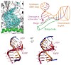 cramer_molecular_basis_of_rna_500.100x0.jpg