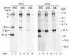 archaeal_transcription_500.100x0.jpg