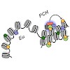 schotta_molecularsystemsbiology2014_500.100x0.jpg