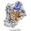 ladurner_embo2013_1_500.100x0.jpg