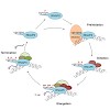 eick_heidemann_2012_rna_biology_500.100x0.jpg