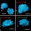cremer_cytogen_genom_res_09_500.100x0.jpg