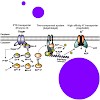 jung_molmicrobio_09_500.100x0.jpg