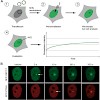 leonhardt_jcbiochem_08_500.100x0.jpg