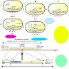 jung_microcellfac_08_500.100x0.jpg