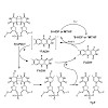 carell_kneuttinger_kashiwazaki-prill_photochemphotobiol_500.100x0.jpg