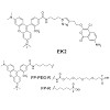 sieber_verhelst_plos2013_500.100x0.jpg