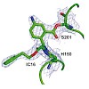 verhelst_vosyka_pnas2013_500.100x0.jpg