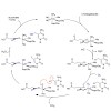 carell_angew_5-hydroxymethylcytosine_2011_500.100x0.jpg