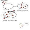 sieber_chemmedchem_09_500.100x0.jpg