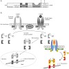 berg_chembiochem_500.100x0.jpg