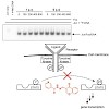 berg_chembiochem_500.100x0.jpg