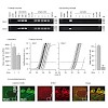 konnerth_misgeld_hartmann_cell_2014_500.100x0.jpg