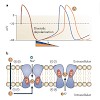 biel_nature_drugdiscovery_2011_nrd3576_500.100x0.jpg