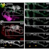 misgeld_brill_et_al_jcb_2011_500.100x0.jpg