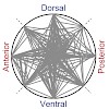 konnerth_rochefort_et_al_neuron_2011_500.100x0.jpg