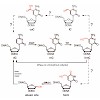 globisch_muenzel_plos_one_2010_500.100x0.jpg