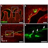 mamasuew_cell_mol_life_sci_2010_500.100x0.jpg