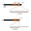 becirovic_nakova_plos_one_2010_500.100x0.jpg