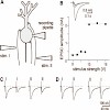 konnerth_neuro_500.100x0.jpg