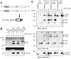 active_gamma-secretase_complexes_500.100x0.jpg