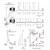 konnerth_pnas2015_500.100x0.jpg