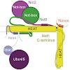 conti_cellstructure2015_500.100x0.jpg