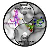 antes_groll_139_duell_acs_chembiol_2016_500.100x0.jpg