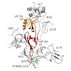 wislon_beckmann_nucl__acids_res_-2015_500.100x0.jpeg