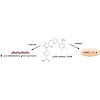 imhof-biochem__pharmacol__2016_van_den_bosch.100x0.jpg