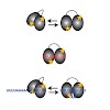 sattler-lamb-voith_von_voithenberg_pnas_2016_500.100x0.jpeg