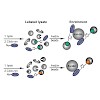 schneider-richter-antes-sieber-mandl_et_al-2016-angewandte_chemie_international_edition_500.100x0.jpeg