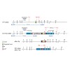 misgeld-brill_et_al_neuron_2016_-_spastin_and_se_500.100x0.jpeg