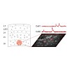 arthur_konnerth-birkner_et_al_cell_calcium_2016_online_500.100x0.jpeg