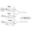 kessler-749_2017_srep39805_integrin_ligands_500.100x0.jpeg